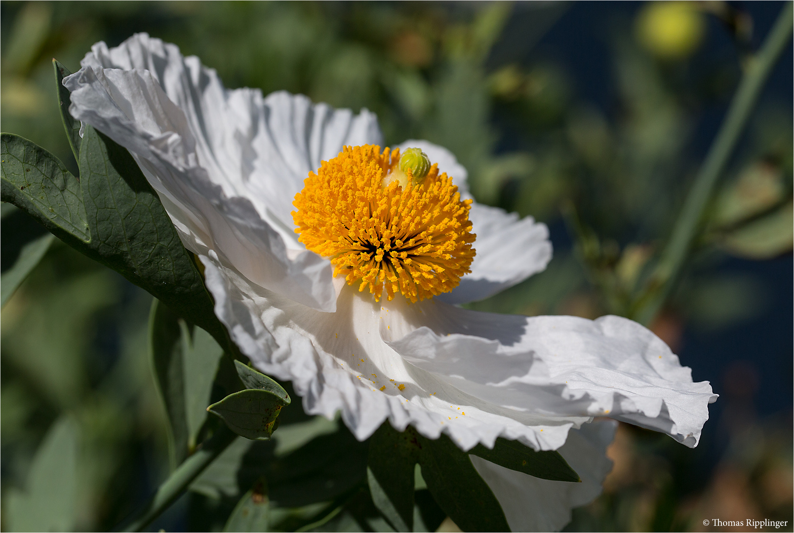 Kalifornischer Baummohn (Romneya coulteri)