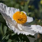 Kalifornischer Baummohn (Romneya coulteri)