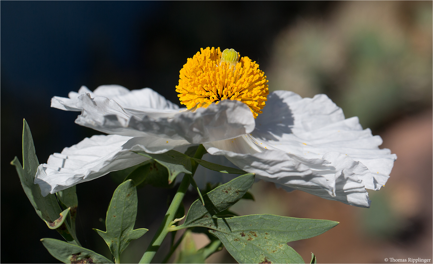 Kalifornischer Baummohn (Romneya coulteri)......