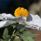 Kalifornischer Baummohn (Romneya coulteri)......