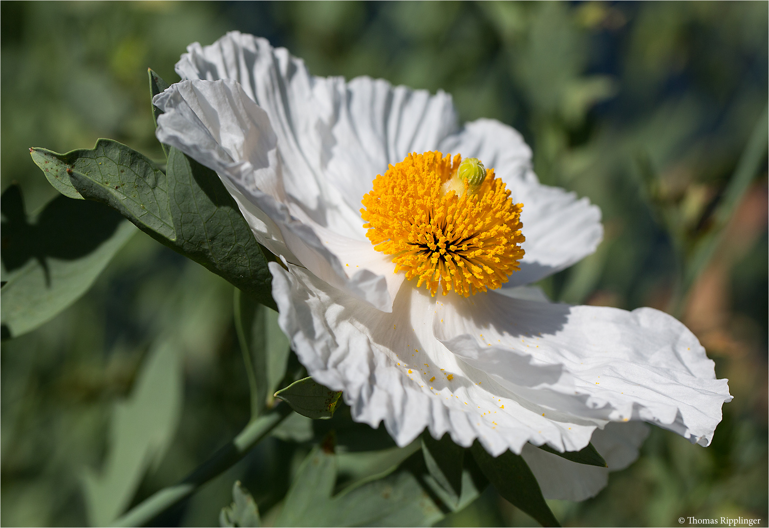 Kalifornischer Baummohn (Romneya coulteri)