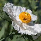 Kalifornischer Baummohn (Romneya coulteri)