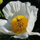 Kalifornischer Baummohn - Romneya coulteri