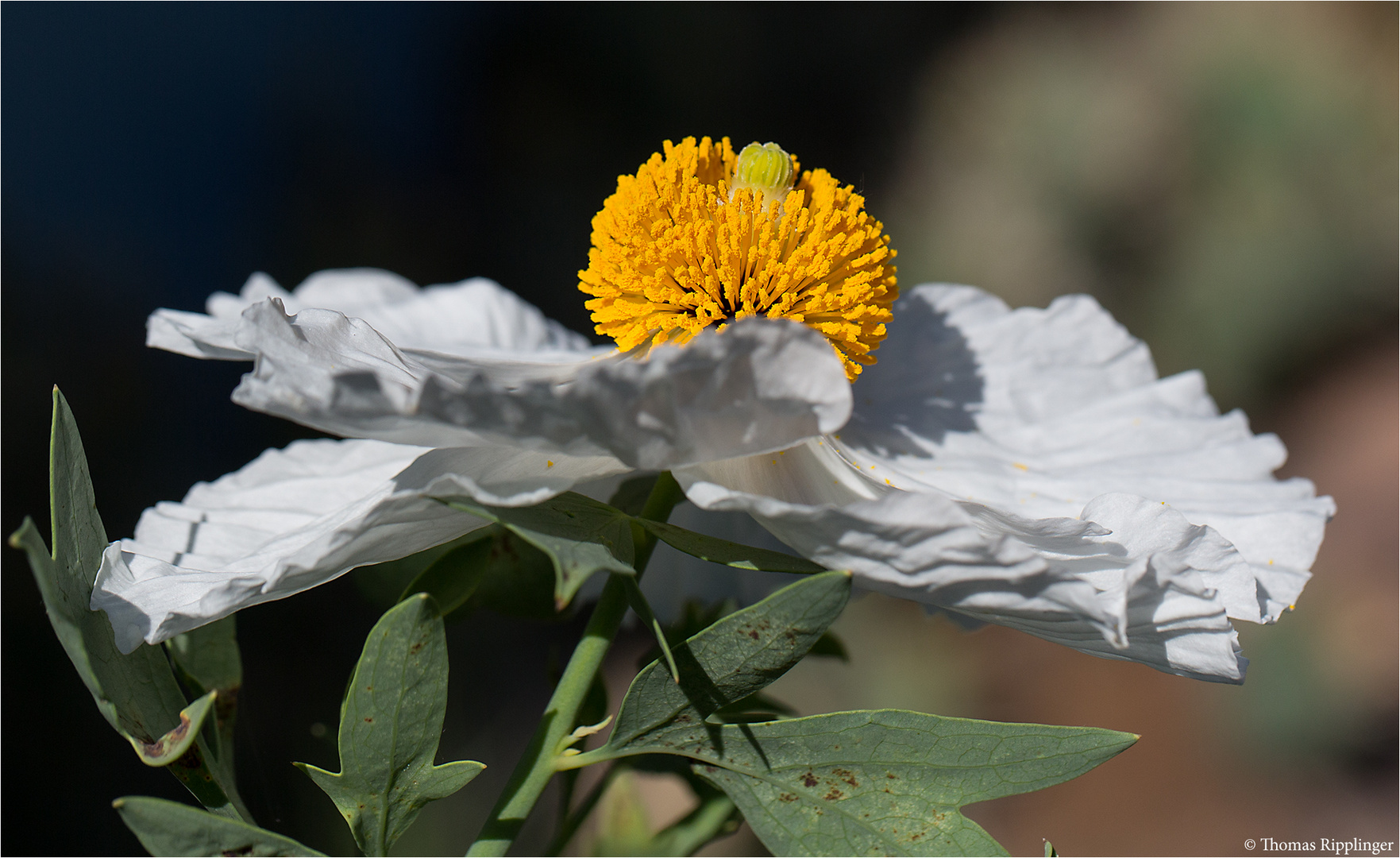 Kalifornischer Baummohn (Romneya coulteri)