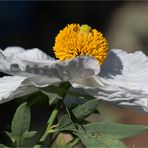 Kalifornischer Baummohn (Romneya coulteri)