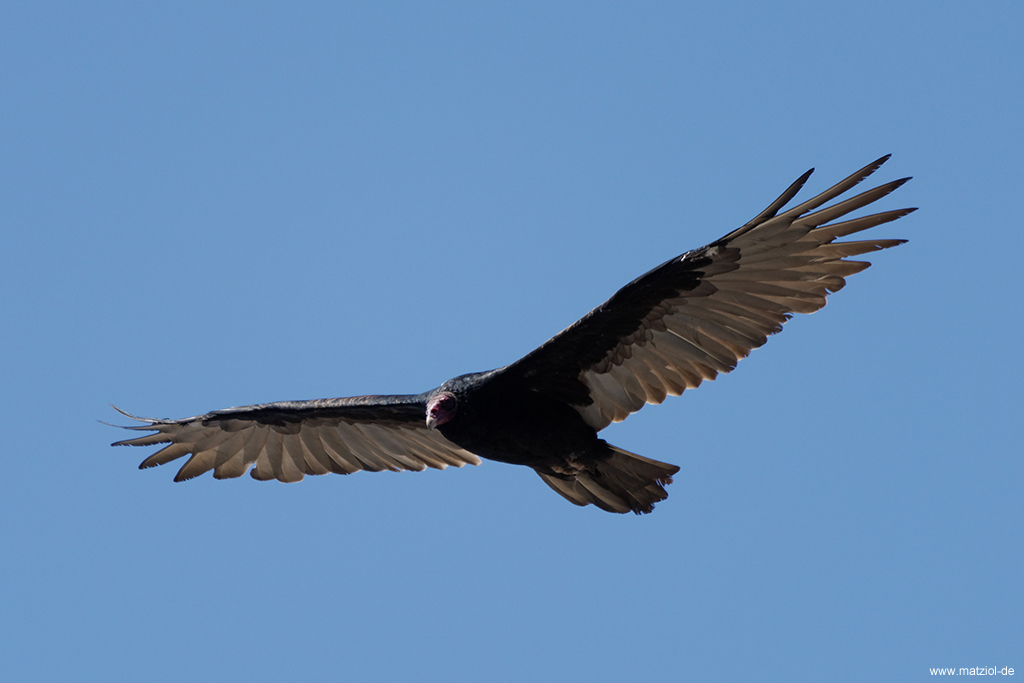 Kalifornischer Condor