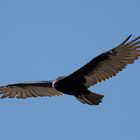Kalifornischer Condor