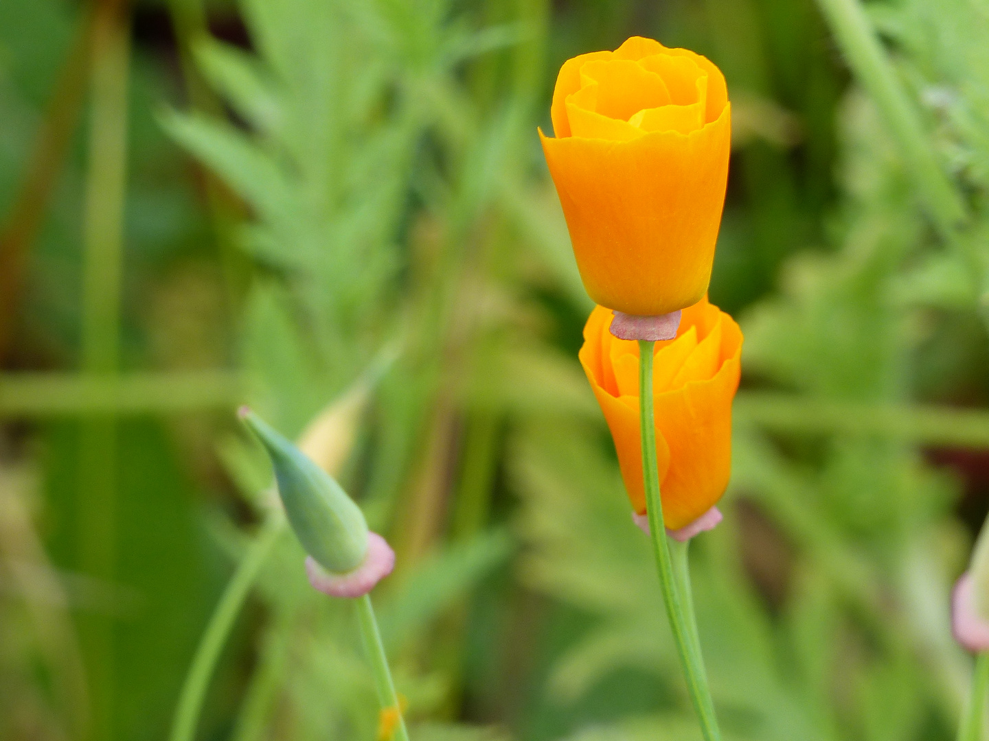 kalifornischer goldmohn