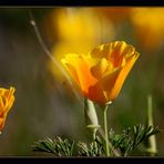 Kalifornischer Goldmohn ~2~