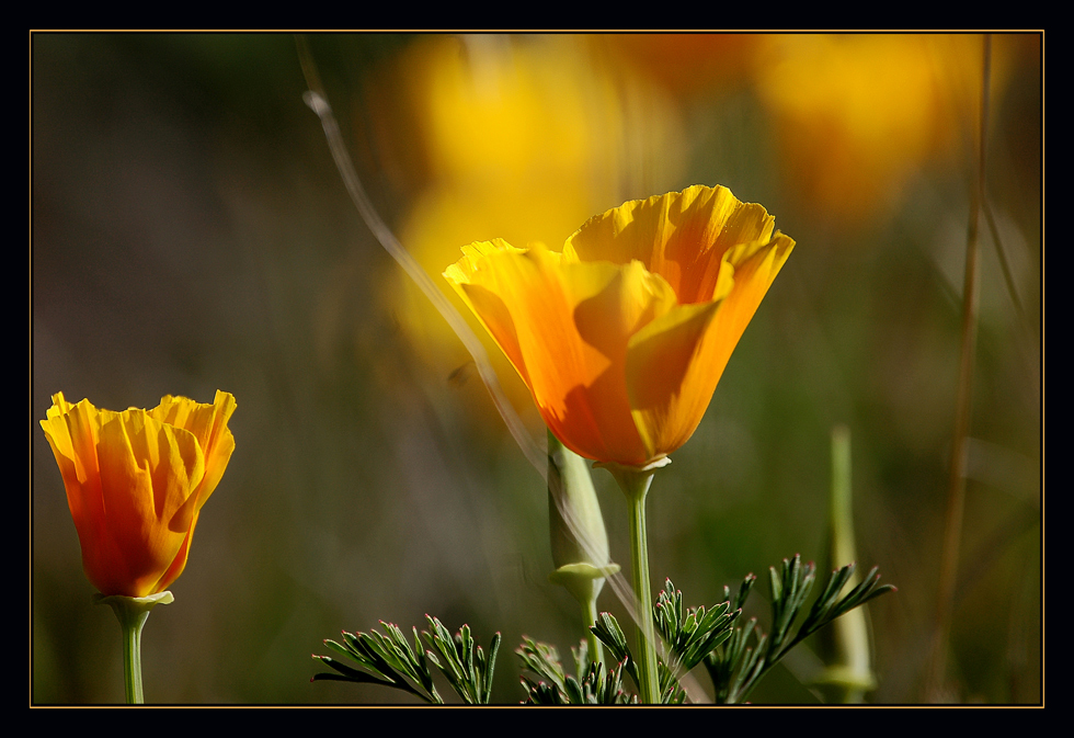 Kalifornischer Goldmohn ~2~