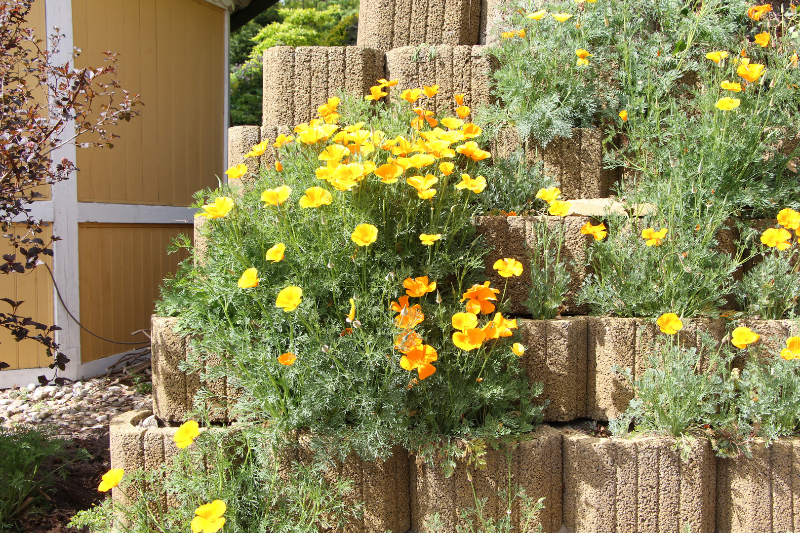 kalifornischer Goldmohn