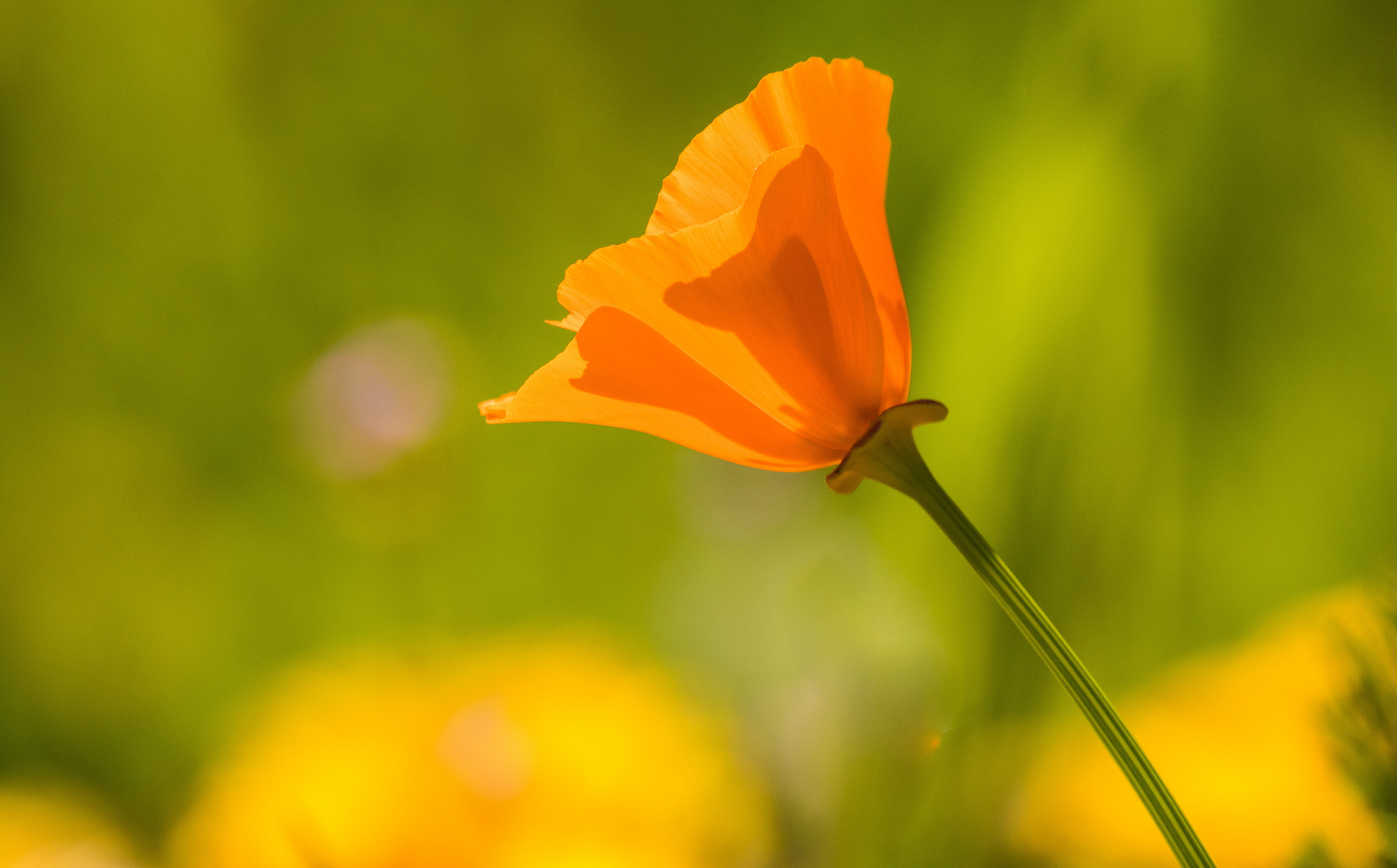 Kalifornischer Goldmohn