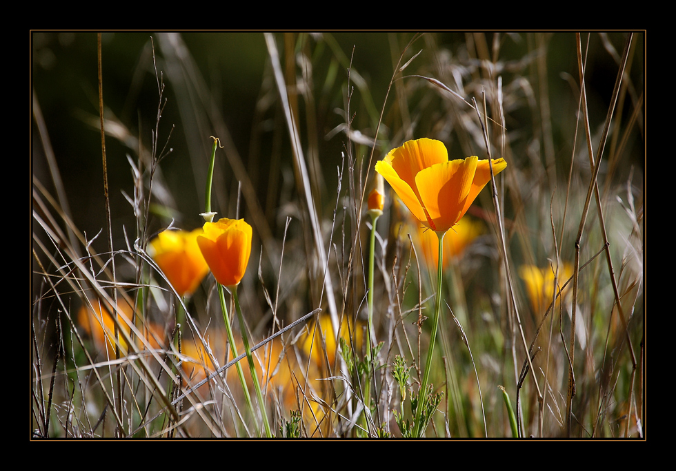 Kalifornischer Goldmohn