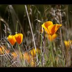 Kalifornischer Goldmohn