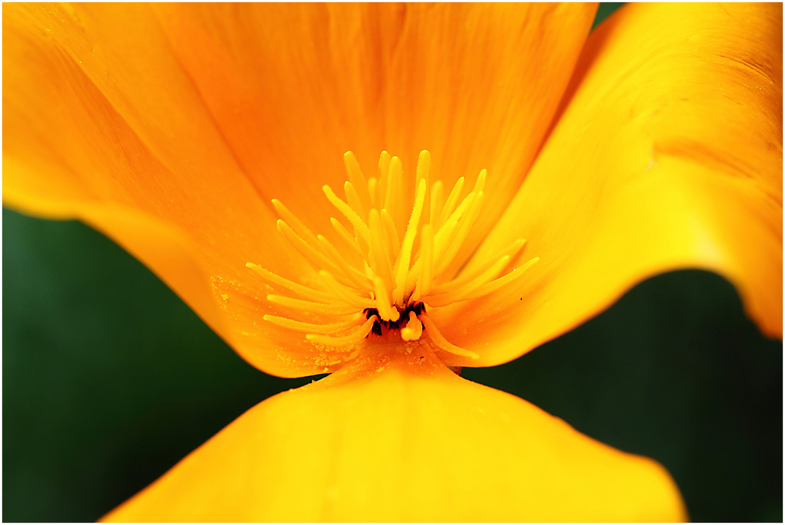 kalifornischer Goldmohn