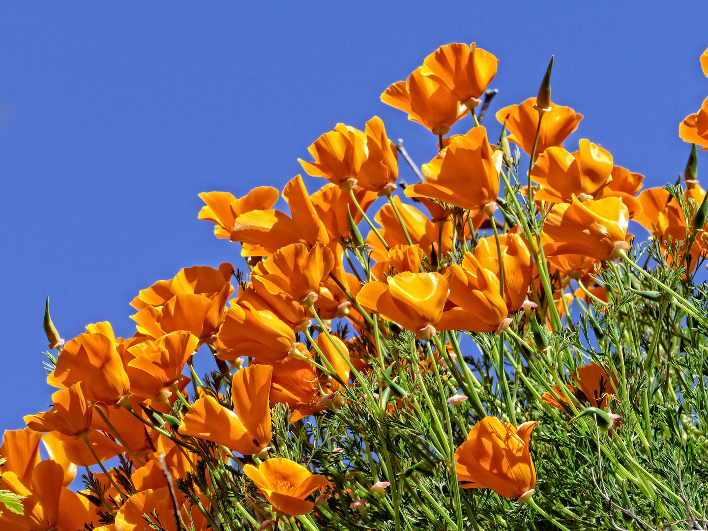 Kalifornischer Goldmohn als Mittwochsblume