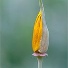 Kalifornischer Goldmohn