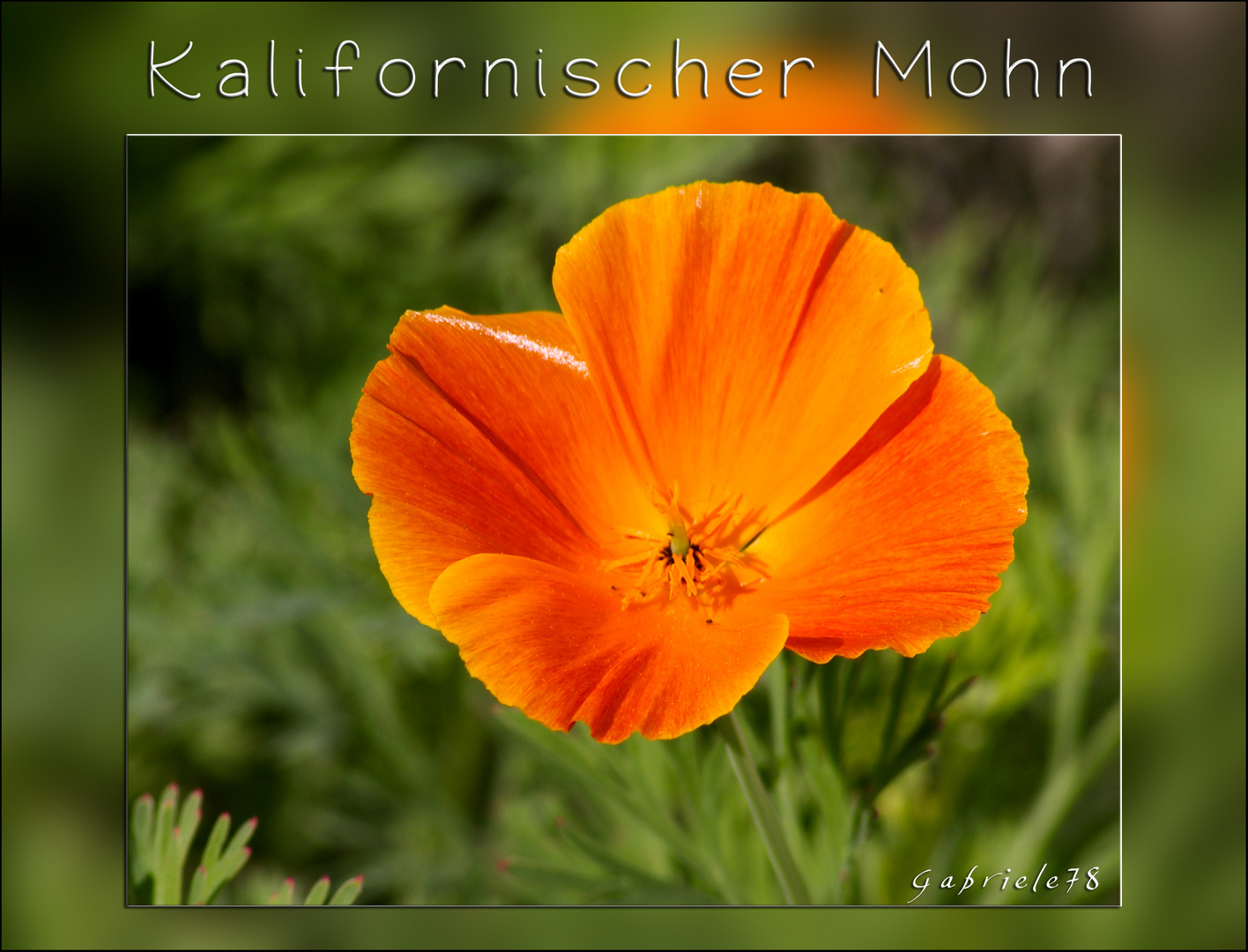 Kalifornischer Goldmohn