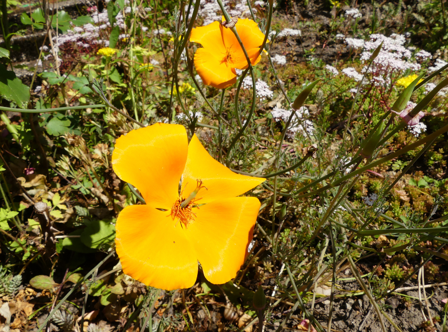 Kalifornischer Goldmohn