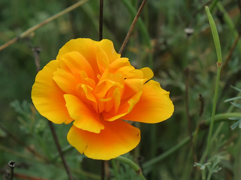 Kalifornischer Goldmohn