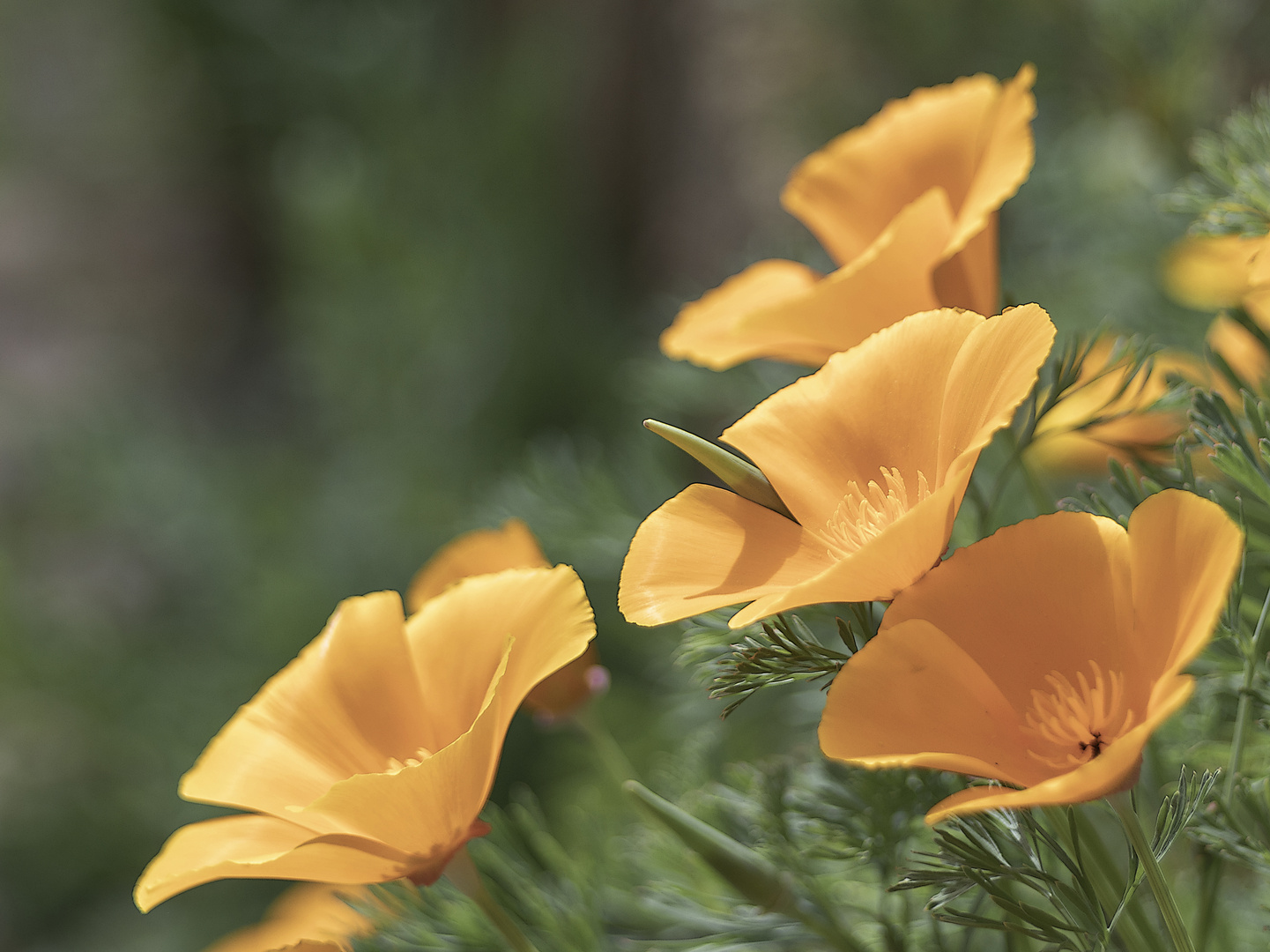 Kalifornischer Goldmohn