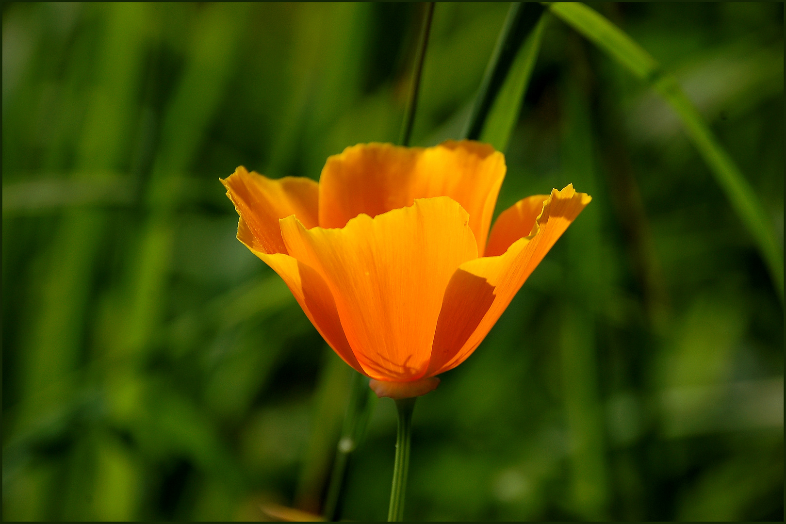 Kalifornischer Goldmohn in Kärnten...