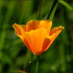 Kalifornischer Goldmohn in Kärnten...