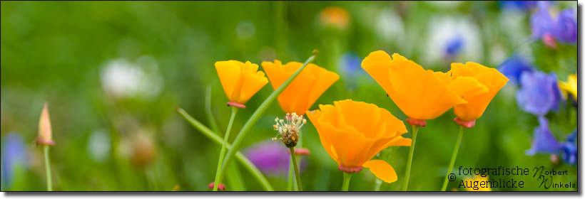 kalifornischer Goldmohn - Wildblumenwiese