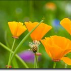 kalifornischer Goldmohn - Wildblumenwiese