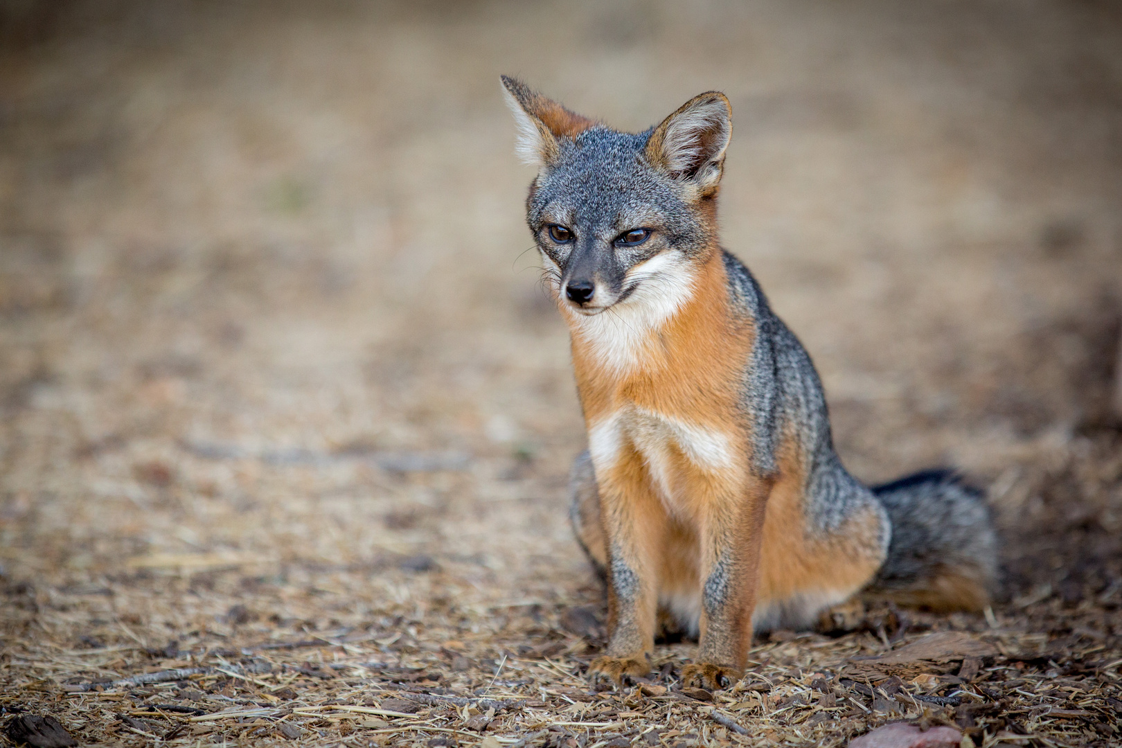 Kalifornischer Insel-Graufuchs