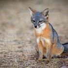 Kalifornischer Insel-Graufuchs