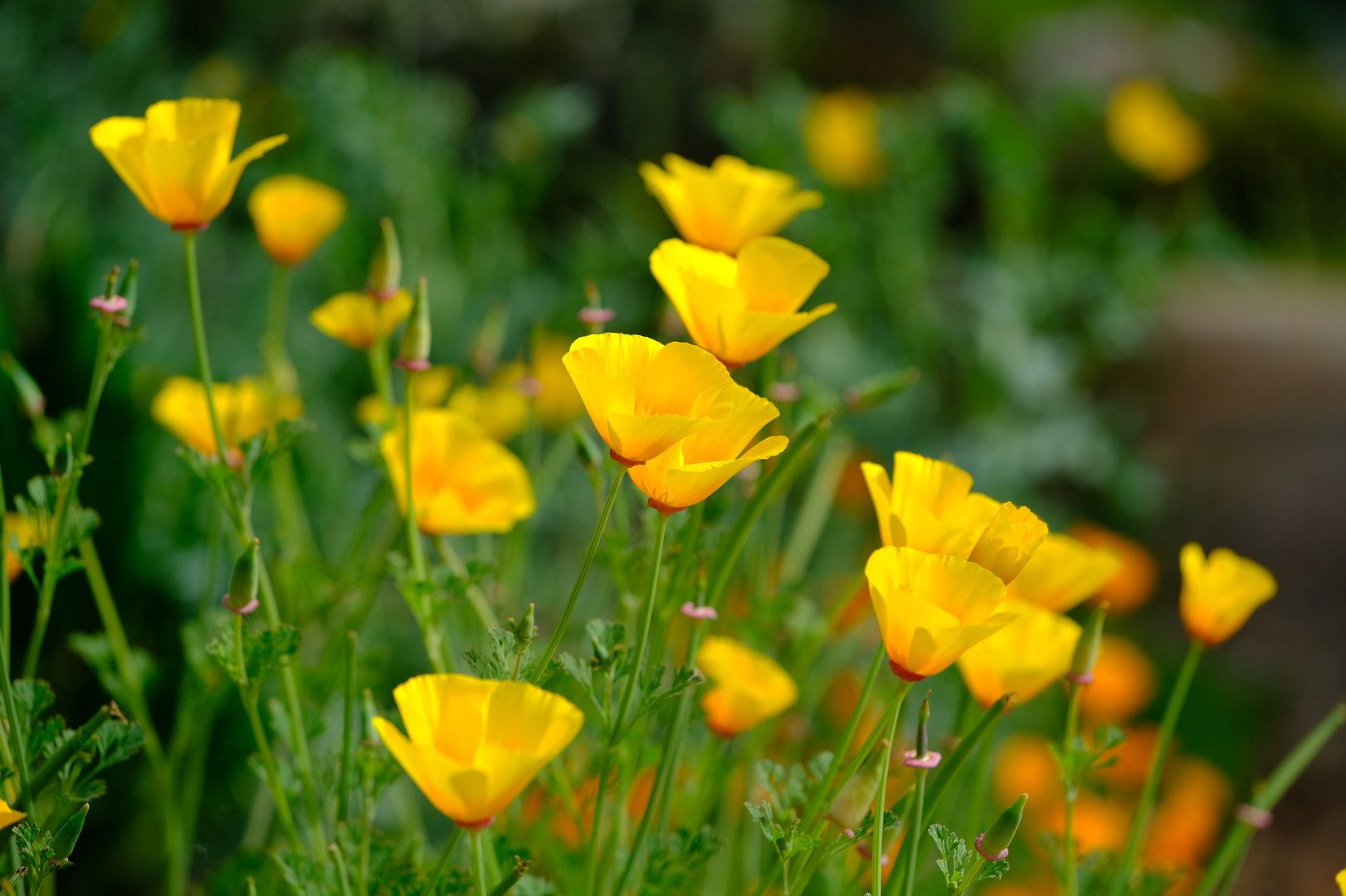 Kalifornischer Kappenmohn