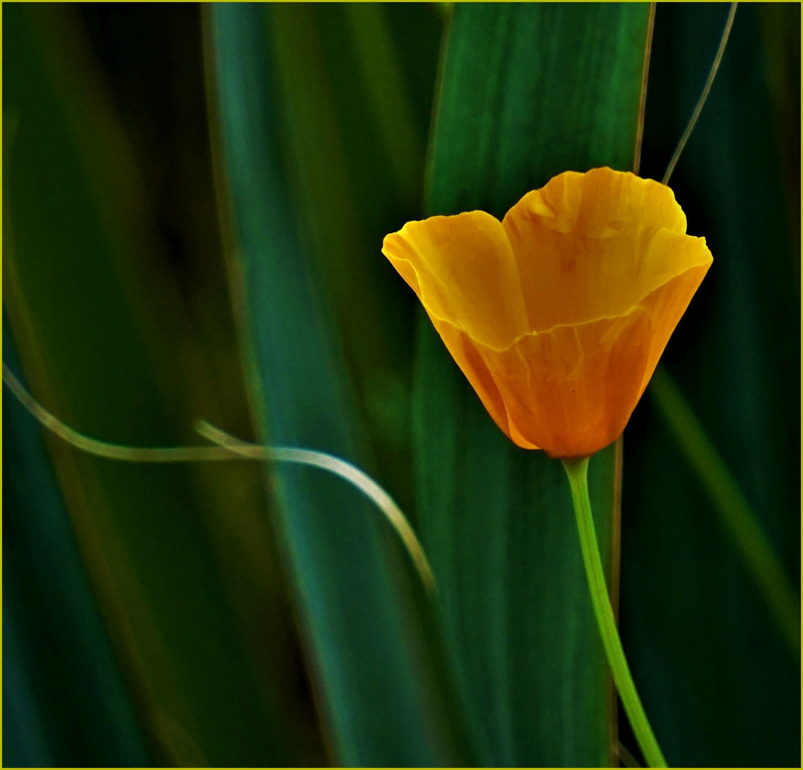 Kalifornischer Kappenmohn