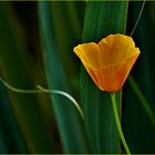 Kalifornischer Kappenmohn