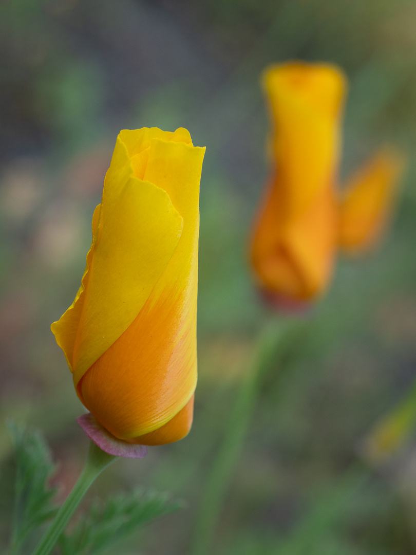 Kalifornischer Kappenmohn