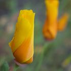 Kalifornischer Kappenmohn