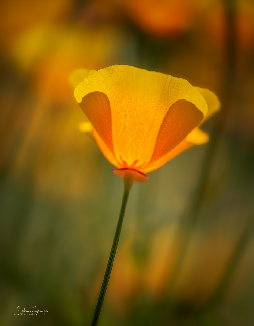 Kalifornischer Kappenmohn