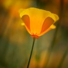 Kalifornischer Kappenmohn