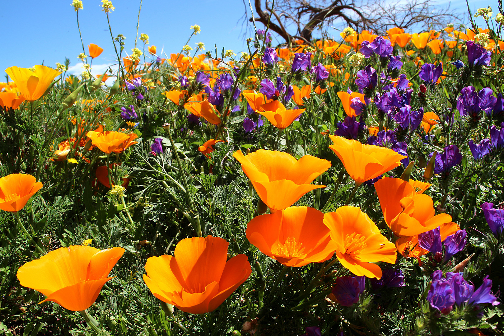 Kalifornischer Kappenmohn - gesehen auf Teneriffa