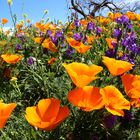 Kalifornischer Kappenmohn - gesehen auf Teneriffa