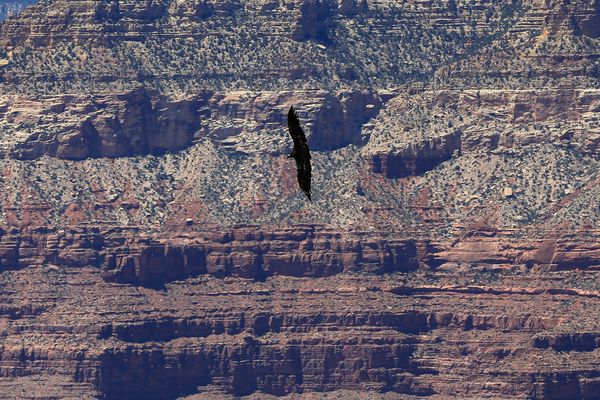 Kalifornischer Kondor II