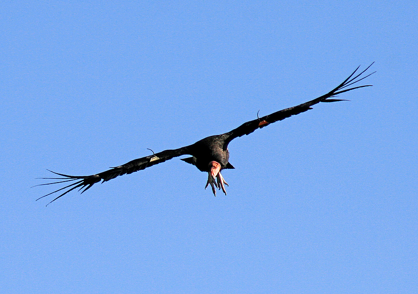 Kalifornischer Kondor im Flug