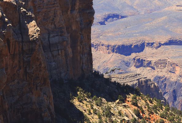 Kalifornischer Kondor im Landeanflug