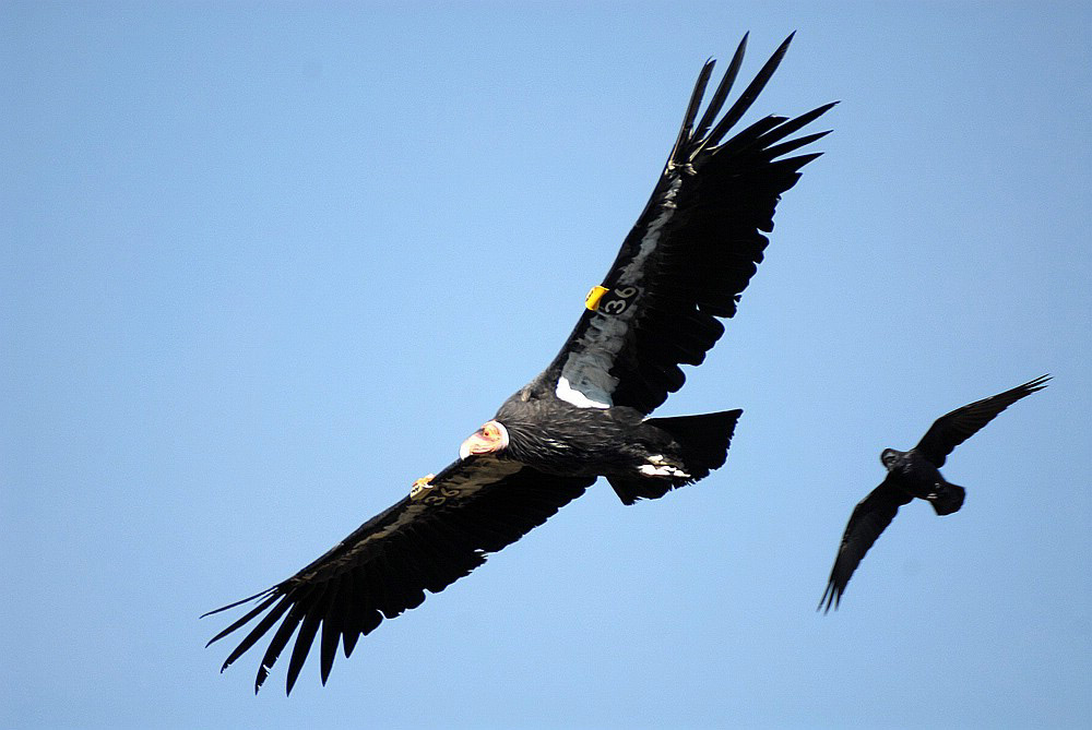 Kalifornischer Kondor und Kolkrabe Foto & Bild tiere, wildlife, wild