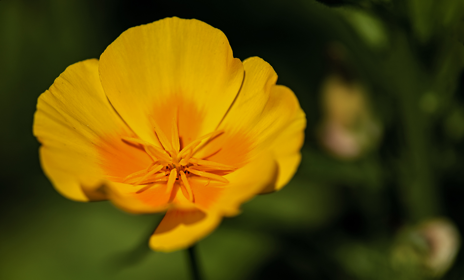  Kalifornischer Mohn 001