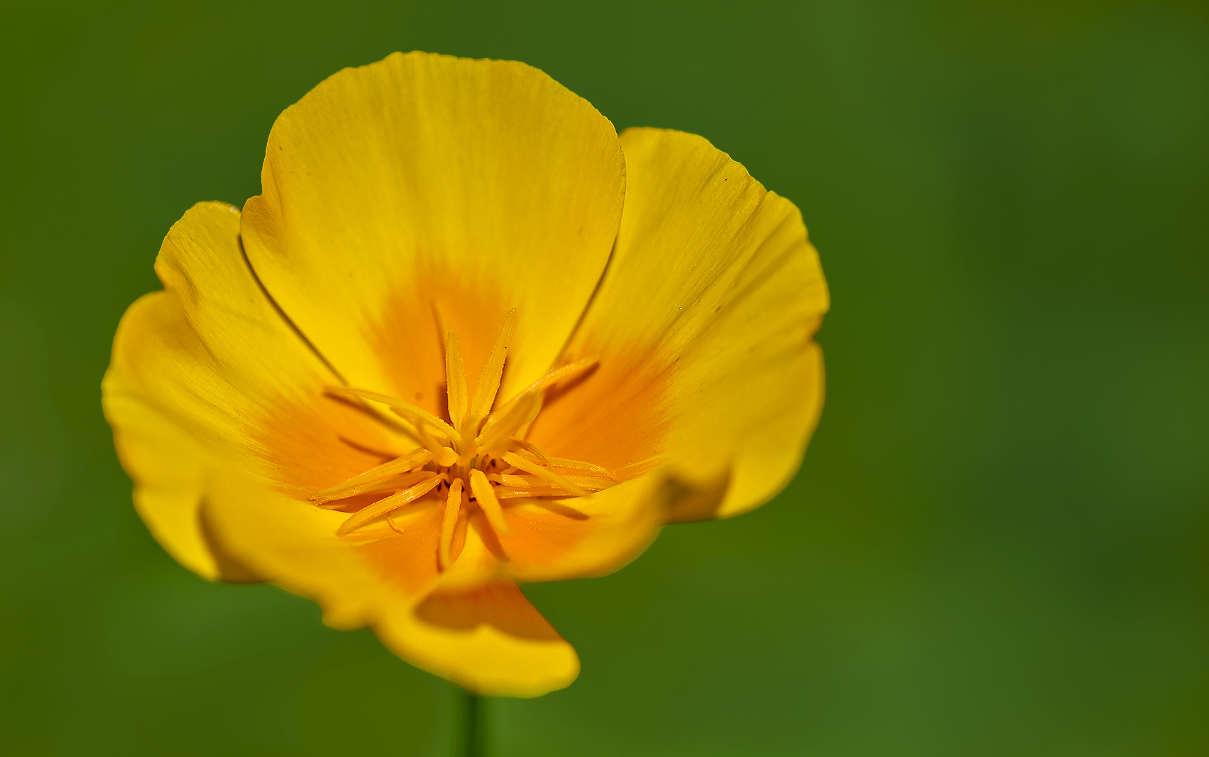 Kalifornischer Mohn 001 