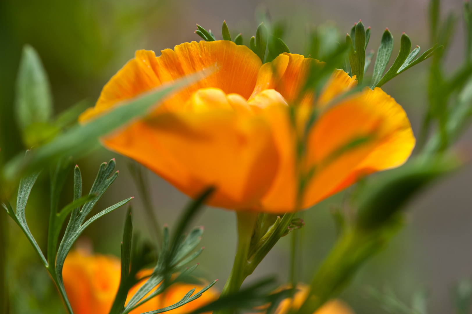 Kalifornischer Mohn