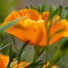 Kalifornischer Mohn