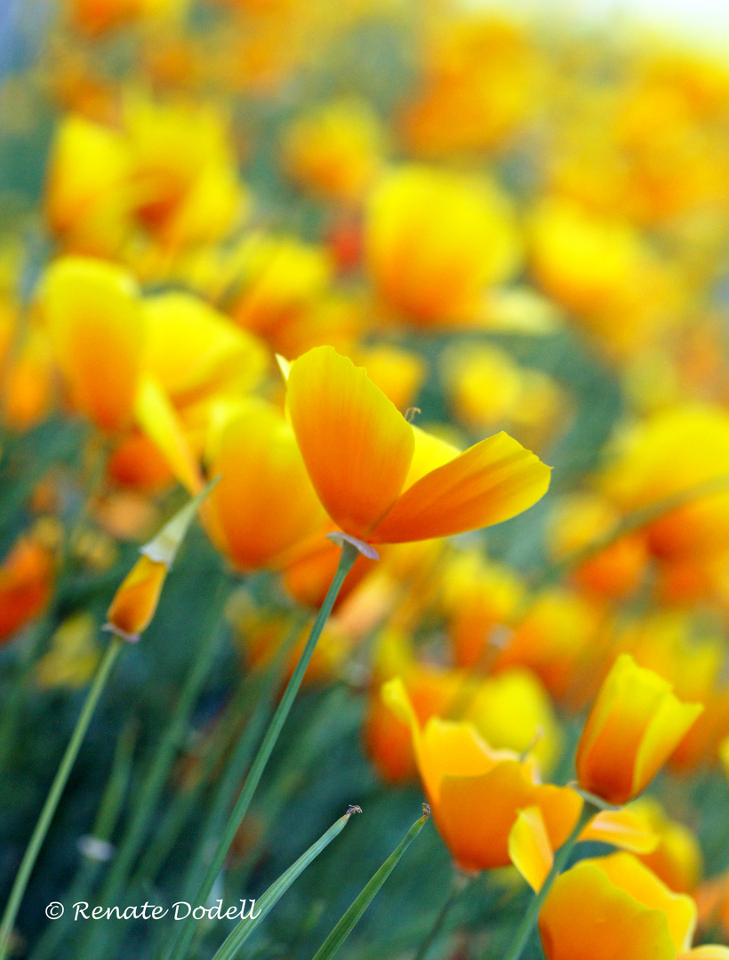 Kalifornischer Mohn