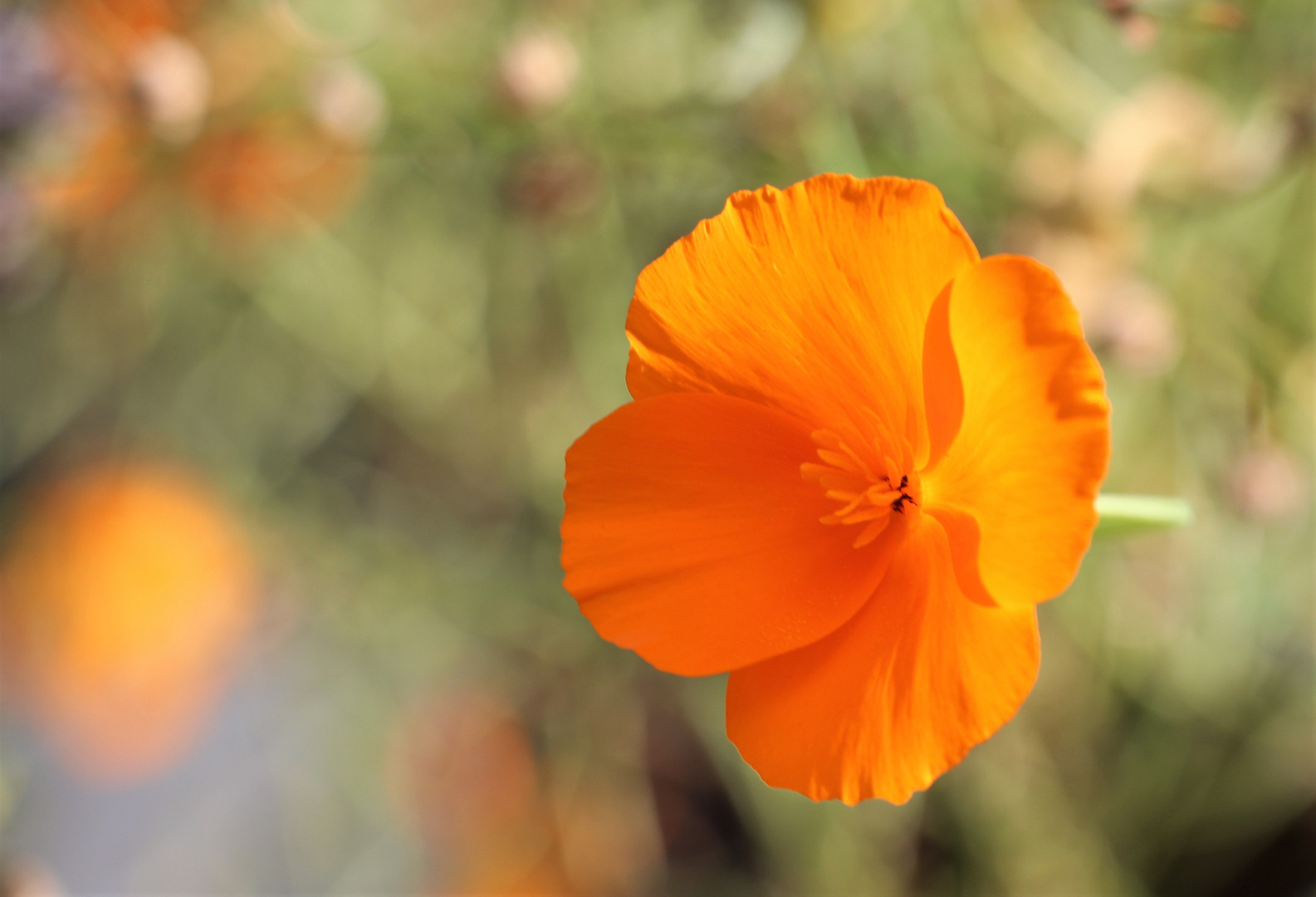 Kalifornischer Mohn